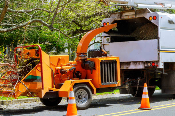 How Our Tree Care Process Works  in  Holmes Beach, FL